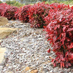 Nandina Gulf Stream - Nandina domestica. Compact Heavenly Bamboo | Year-Round Color | Low Maintenance Shrub | Drought Tolerant | Live Plant (2 Nandina Gulf Stream Bags)