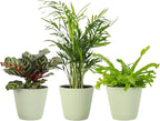 Thorsen's Greenhouse Live Pet Safe Houseplants (3 Pack), Easy to Grow, Pet Friendly & Non-Toxic, Grower's Choice Bundle, 4-inch Diameter Established Plants, Sage Ruffled Pot (3-Pack)