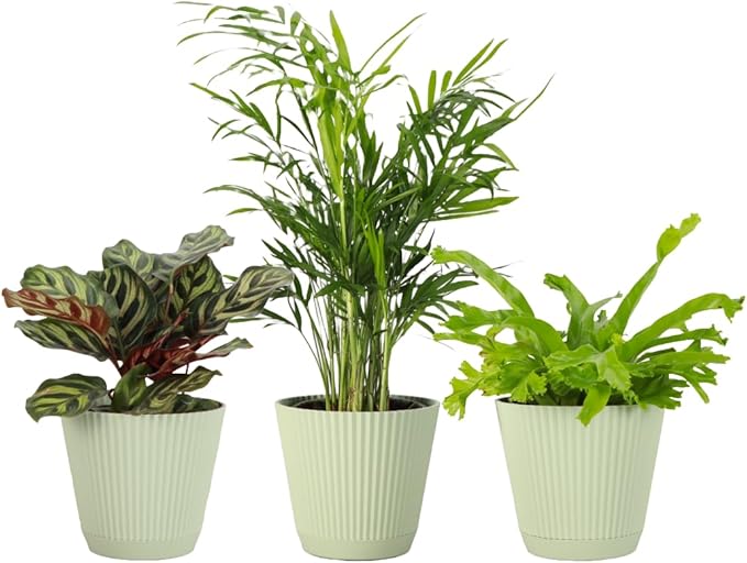 Thorsen's Greenhouse Live Pet Safe Houseplants (3 Pack), Easy to Grow, Pet Friendly & Non-Toxic, Grower's Choice Bundle, 4-inch Diameter Established Plants, Sage Ruffled Pot (3-Pack)