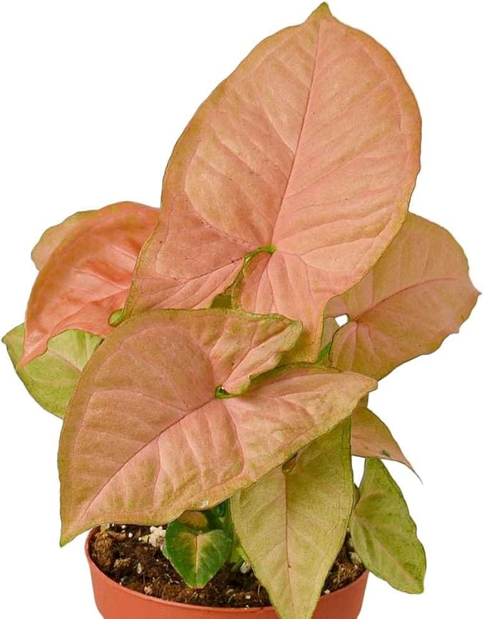 Syngonium 'Strawberry' Live Plant for Indoor | Different Houseplants in 4'' & 6'' Pot | Real House Plant for Living Room, Office, Desk & Bathroom | Goosefoot Plant | Nephthytis | Elephant Ear
