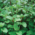 Mojito Mint Plants Live, Mint Plants for Inside and Home Décor, 3-Inch Potted Fresh Herb for Kitchen Gardens and Indoor Outdoor Growing