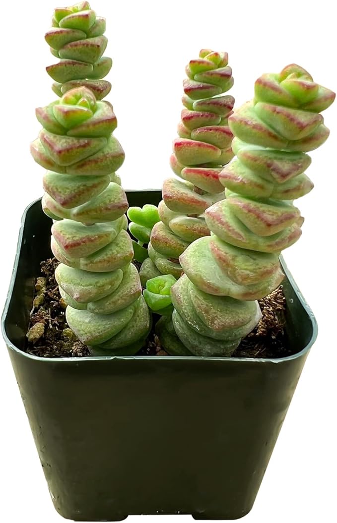 Sprout N Green Crassula Baby's Necklace, Live Trailing Succulent String of Buttons Fully Rooted in 2" Pot, House Plant for Home Office Wedding Hanging Decor, DIY Project, Party Favor, Pet Friendly