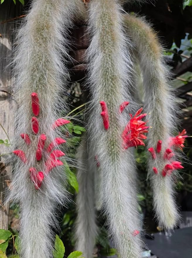 Monkey Tail Cactus Live Plant 2" Pot, Rare White Fuzzy Trailing Succulent, Small Cactus Plant