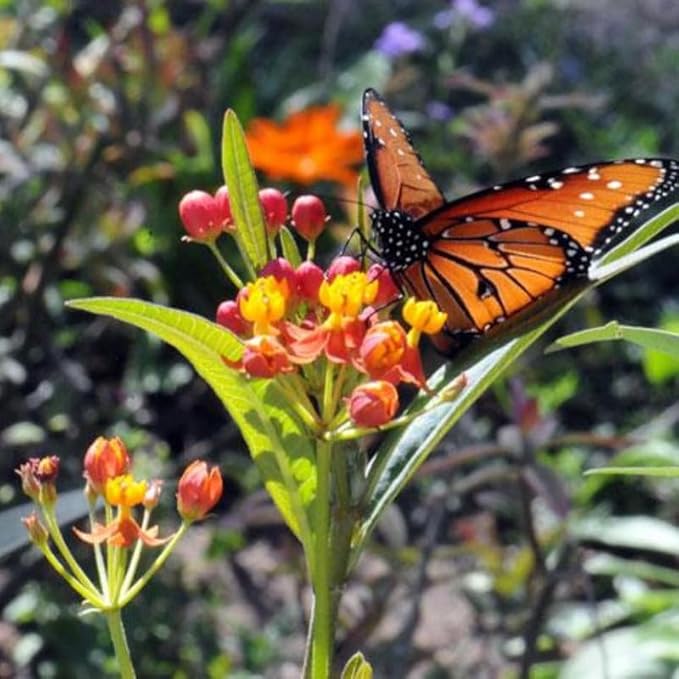 Chalily Mexican Butterfly Weed, a Great Live Pond Plant for Your Water Garden. Filters The koi and Goldfish Pond. Good for Bogs, Plant Shelf or Shallow Water This marginal Aquatic is a Real Beauty