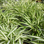 Variegated Spider Plant, Live Indoor Houseplant, 2-Inch Grow Pot, Set of 3, Air Purifying, Low Light