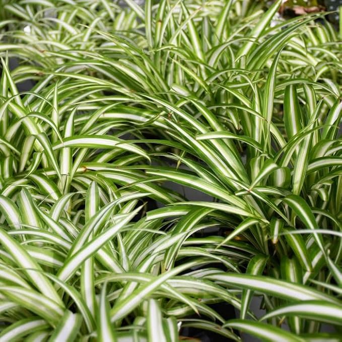 Variegated Spider Plant, Live Indoor Houseplant, 2-Inch Grow Pot, Set of 3, Air Purifying, Low Light