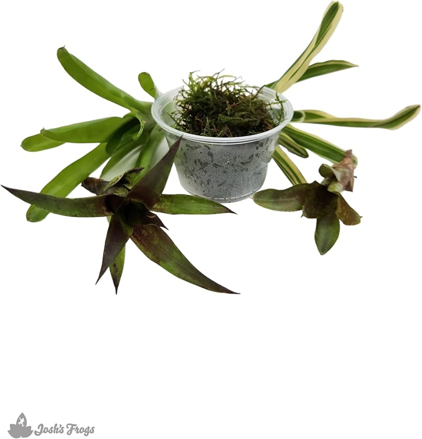 Josh's Frogs Dart Frog Vivarium Bioactive Plant Kits (29 Gallon)