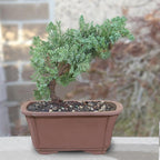 Brussel's Bonsai - Live Green Mound Juniper Bonsai Tree, Outdoor Bonsai Tree Live Plant in Decorative Container, 3 Years Old, 4-6 Inches Tall, Easy Care Bonsai (Small)
