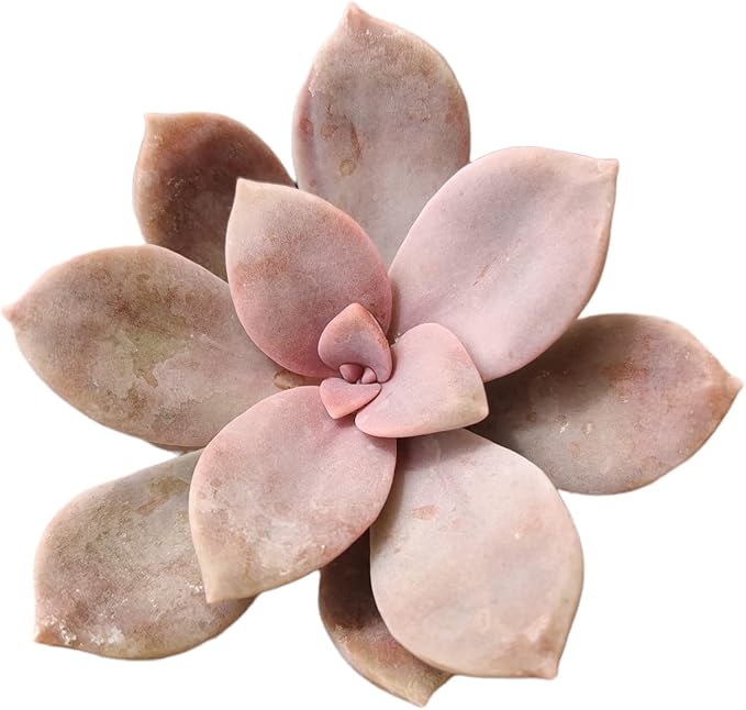 Live Succulent Cactus Plants from USKC (2" Pot) (Graptopetalum Superbum)