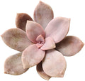Live Succulent Cactus Plants from USKC (2" Pot) (Graptopetalum Superbum)