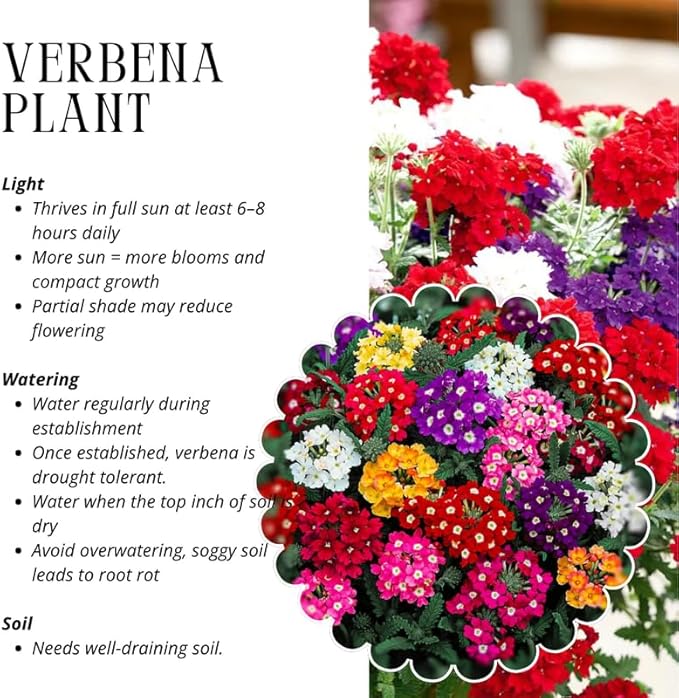 3 Mixed Verbena Plants Live, Hardy Perennial Flower, 4-8 Inches Tall, Outdoor Garden Plant