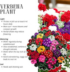 3 Mixed Verbena Plants Live, Hardy Perennial Flower, 4-8 Inches Tall, Outdoor Garden Plant