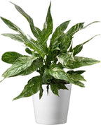 American Plant Exchange Variegated Peace Lily 'Domino' – 6-Inch Pot w/Deco Cover, 1-2 Ft Tall, Live Indoor Flowering Houseplant, Easy Care, Low Light, Housewarming, Sympathy, or Party Gift