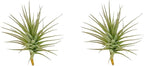 ragnaroc Air Plants - Flowering Tillandsia Lilla Lilac, Large 5" - 3ct - Live Arrival Guaranteed - House Plants for Home Decor & Gift