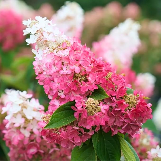 Hydrangea Live Plant, 6-12 Inch Tall, Hardy Flowering Shrub in 2.5" Pot, Outdoor Garden Hydrangea Bush (Pink Hydrangea)