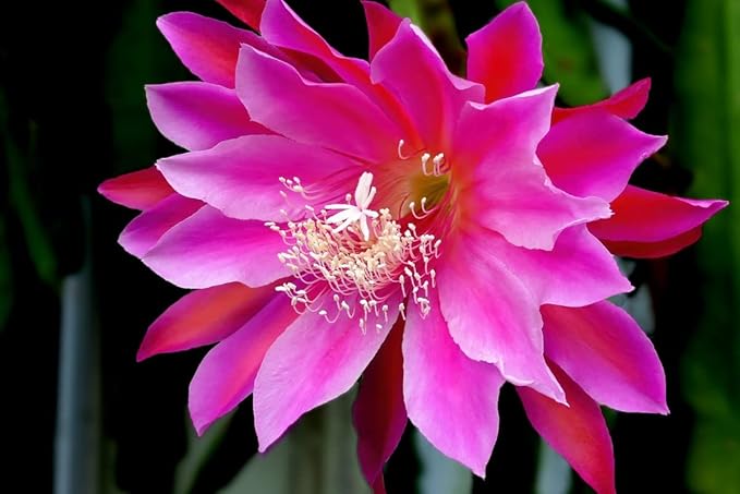 Purple Epiphyllum Orchid Cactus Cutting, 8 Inc to 10 Inc Tall, Succullent Plant Live, No Root