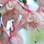 2 Fuchsia Plants, Live Fragrant Fuchsia Flower Bush Shrub, 3-6 Inches Tall (White)