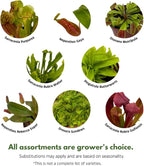 BubbleBlooms Carnivorous Plant Assortment Set, 5 Live Different Plants in 2 inch Pots