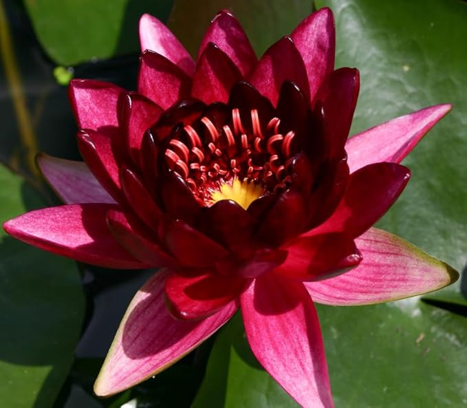 Live Hardy Water Lily Tubers Rhizomes Bulb Seed Nymphaea Aquatic Pond Plants Water Gardens Pre-Grown Flower in White Pink Red Yellow Orange Blue Purple (1, Cuts Asst Hardy Lily)