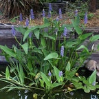 Pickerel Rush Live Pond Plant for Water Garden (White Pickerel Rush, 1)