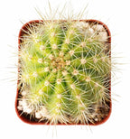 Live Cactus Plants, Fully Rooted 2-inch Cactus Succulent Plants, Rare Varieties for Gift or Home Decoration (Echinopsis Huascha Hybrid Cactus)