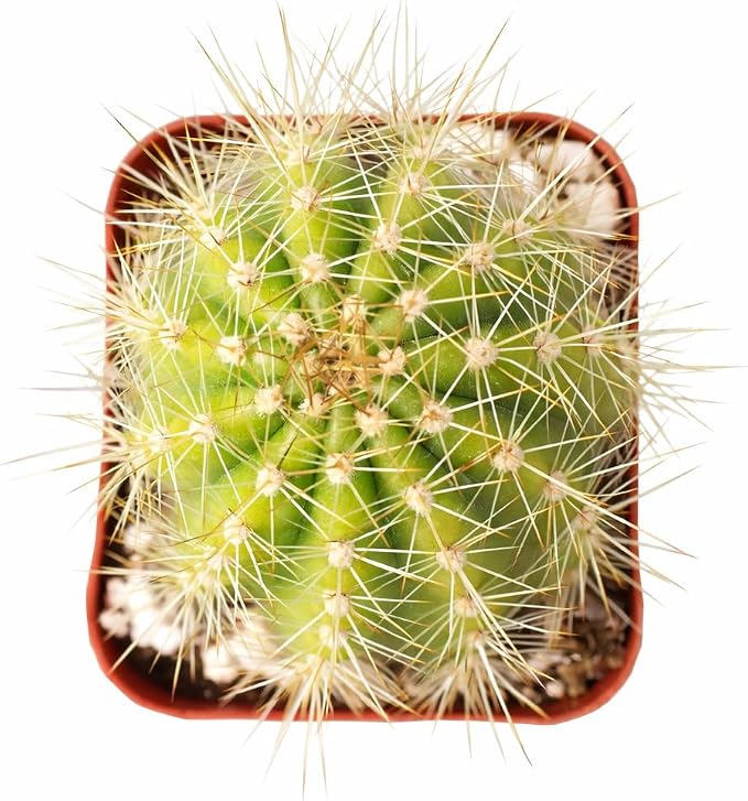 Live Cactus Plants, Fully Rooted 2-inch Cactus Succulent Plants, Rare Varieties for Gift or Home Decoration (Echinopsis Huascha Hybrid Cactus)