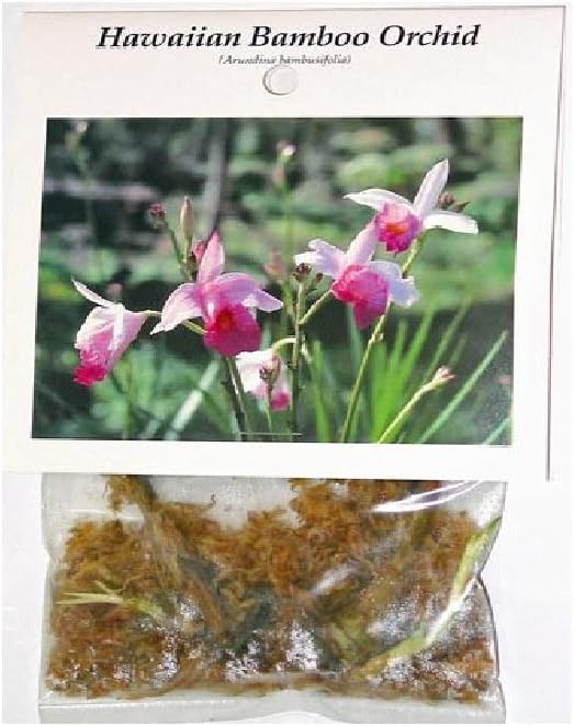 Hawaiian Bamboo Orchid Arundina Graminifolia Roots 1 Pack 2 Roots LJK23