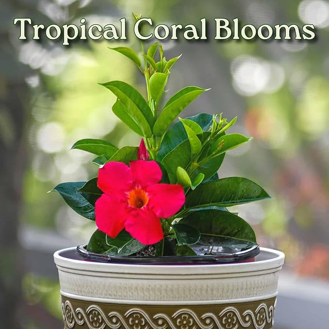 Coral Dipladenia Bush - Live Flower Plant - Tropical Plants of Florida - 14 inch Overall Height - 1 Gallon (Plant Only)