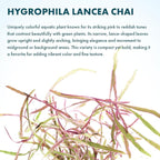 SubstrateSource Live Plants – Chai Hygrophila (Hygrophila lancea 'Chai') – Medium to High Light, Pink and Reddish Accent Aquatic Plant, Midground Placement – Stem Growth – Pot – 1 Pack
