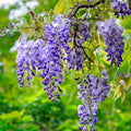 5 Blue Flowering Chinese Wisteria Vines - 6-12" Tall Live Plants - Wisteria Seedlings - Wisteria sinensis - (5 Pack)