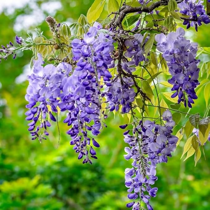 2 Blue Flowering Chinese Wisteria Vines - 6-12" Tall Live Plants - Wisteria Seedlings - Wisteria sinensis - (2 Pack)