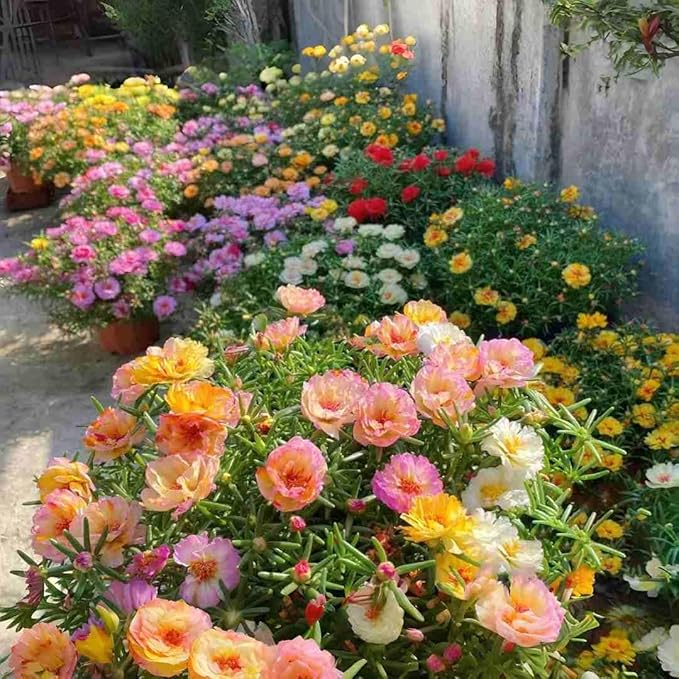 10000 Count Portulaca Moss Rose Seeds for Planting – Low-Maintenance Mixed Color Flowers, Ideal for Hot, Dry Areas, Containers & Landscape Fillers