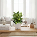 Philodendron Live Plant, Air Purifying, Easy Care, Easy to Grow, Rare Variety, Live Indoor Plant, 4 inch Pot (Philodendron Birkin S)
