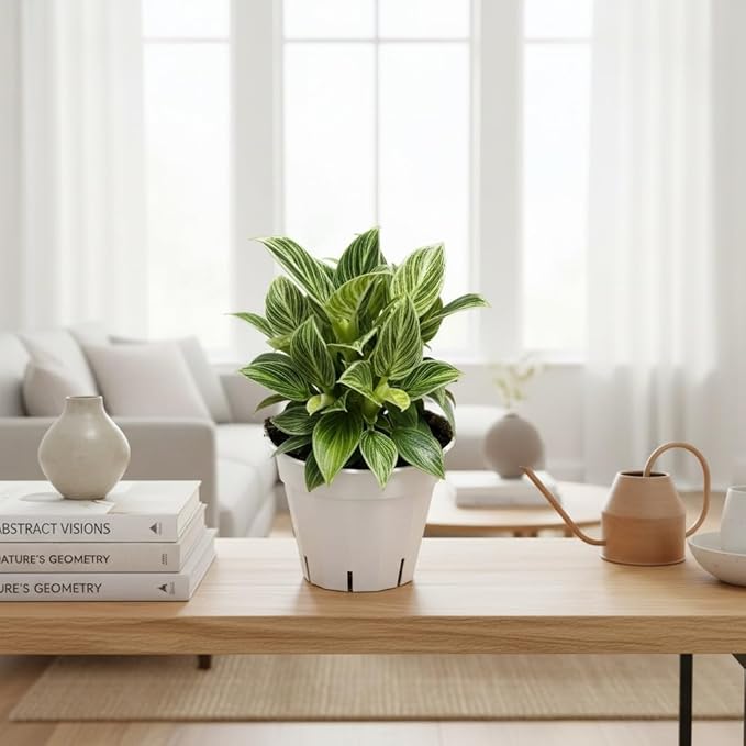 Philodendron Live Plant, Air Purifying, Easy Care, Easy to Grow, Rare Variety, Live Indoor Plant, 4 inch Pot (Philodendron Birkin S)