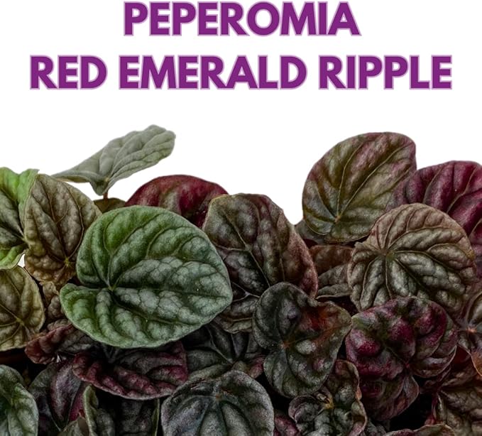 BubbleBlooms Red Peperomia caperata, Red Emerald Ripple, Frost, Platinum, in a 2 inch Pot Tiny Mini Pixie Plant