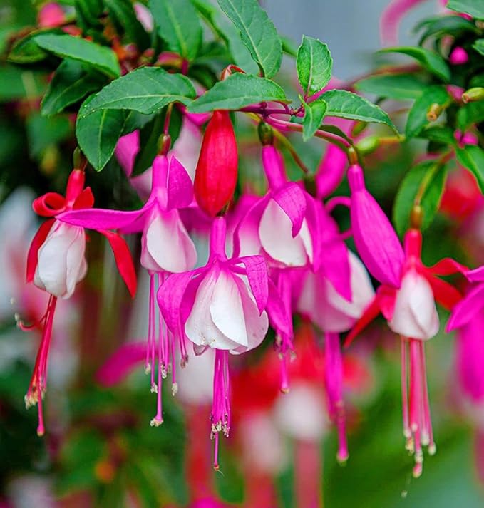 100 Pcs Fuchsia Flower Seeds Perennial Home Plant Bonsai