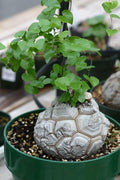 Dioscorea Elephantipes Seeds, Elephant's Foot Turtle Back Rare Succulent, Exotic Caudiciform Caudex Plant, 5 Seeds