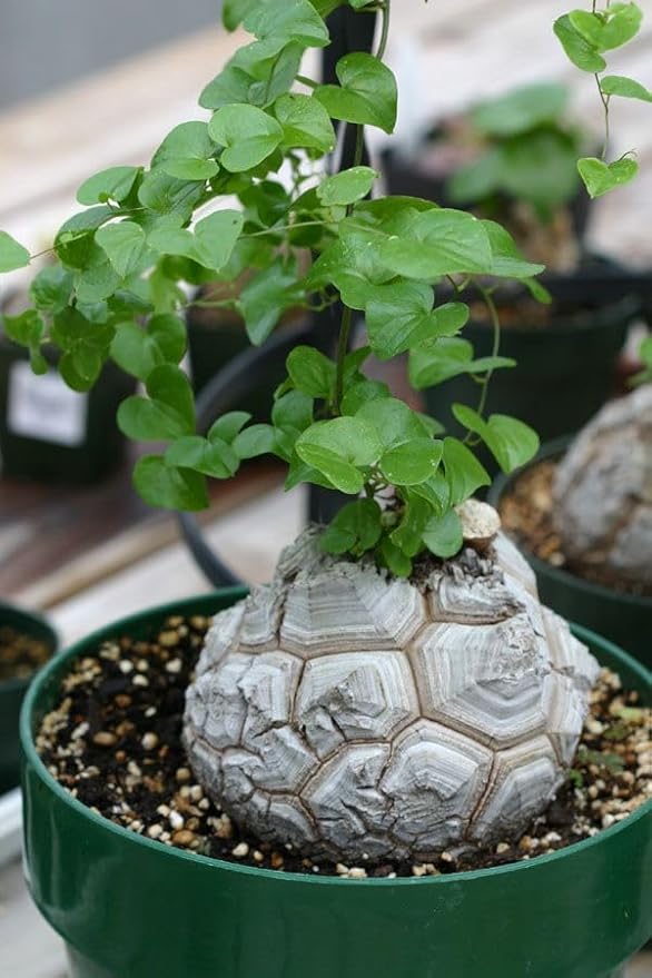 Dioscorea Elephantipes Seeds, Elephant's Foot Turtle Back Rare Succulent, Exotic Caudiciform Caudex Plant, 5 Seeds