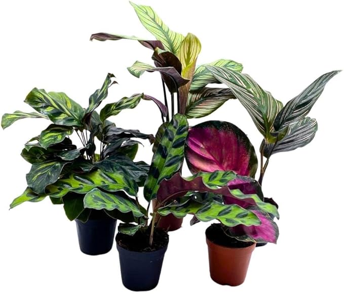 BubbleBlooms Calathea Assortment, 2 inch Set of 5, Peacock Prayer Plant Set Regal Indoor Foliage