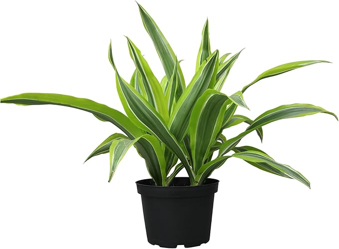 Dragon Tree Easy Plant 6 Inch Plant Pot, Real Plants for Living Room Decor, Office Plant, Low Light House Plants, House Plants Indoors Live Plants Indoor Plants Live Houseplants by Plants for Pets