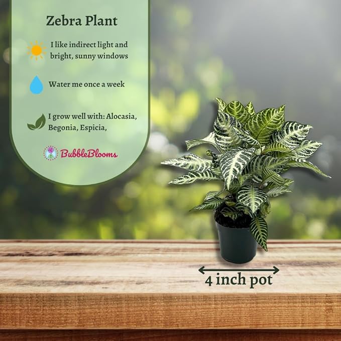 BubbleBlooms Saffron Spike Zebra Plant, Aphelandra squarrosa, Zebraplant in a 4 inch Pot