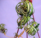 Bonnie Curly Spider Plant - Easy - Cleans The Air - 4" Pot - Grown by Hirt's Gardens