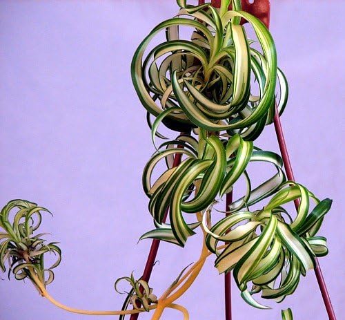 Bonnie Curly Spider Plant - Easy - Cleans The Air - 4" Pot - Grown by Hirt's Gardens