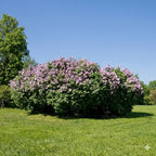 Miss Kim Lilac Bush Live Plant in Quart Pot, Fast Growing Korean Lilac Tree, Fragrant Flowering Shrubs for Garden Landscaping
