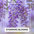Wisteria Bonsai Starter Tree (1 Year Old Live Plant) – Wisteria Floribunda Seedling – Fast Growing Flowering Vine for Bonsai Training – Outdoor/Indoor Bonsai Tree Starter Kit Plant