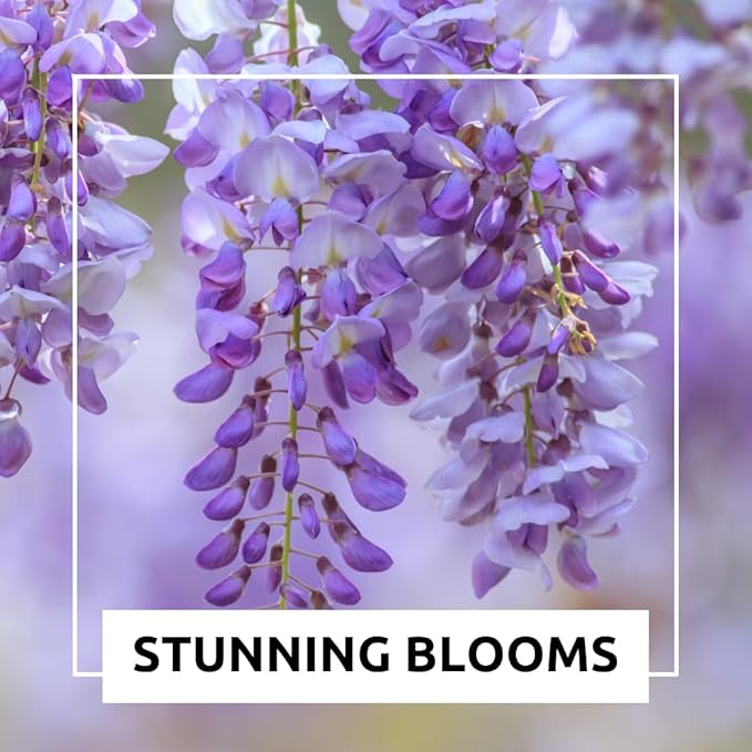 Wisteria Bonsai Starter Tree (1 Year Old Live Plant) – Wisteria Floribunda Seedling – Fast Growing Flowering Vine for Bonsai Training – Outdoor/Indoor Bonsai Tree Starter Kit Plant