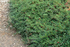 RedCrocus Coral Beauty Cotoneaster- Evergreen Ground Cover, Drought Tolerant, Pet Safe, Low Maintenance Plant for Landscaping & Erosion Control 3 Gallon