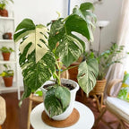 Rare Monstera Plant, Variegated Monstera Live Plant, Live Monstera Plant 3 Inches Height Bareroot for Indoor Planting