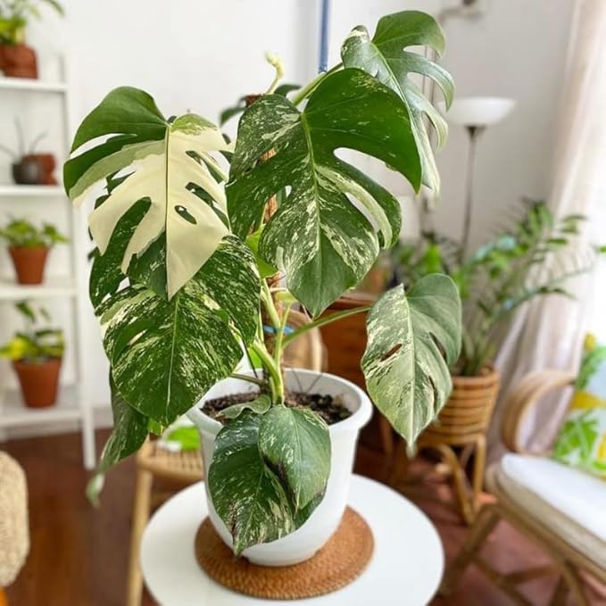 Rare Monstera Plant, Variegated Monstera Live Plant, Live Monstera Plant 3 Inches Height Bareroot for Indoor Planting