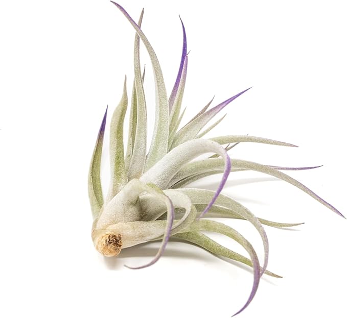 Lavender Colorful Tillandsia Air Plants - Long Lasting Color Enhanced Live Tillandsia Succulent House Plants - Home and Garden Decor - Easy Care Indoor and Outdoor Plants